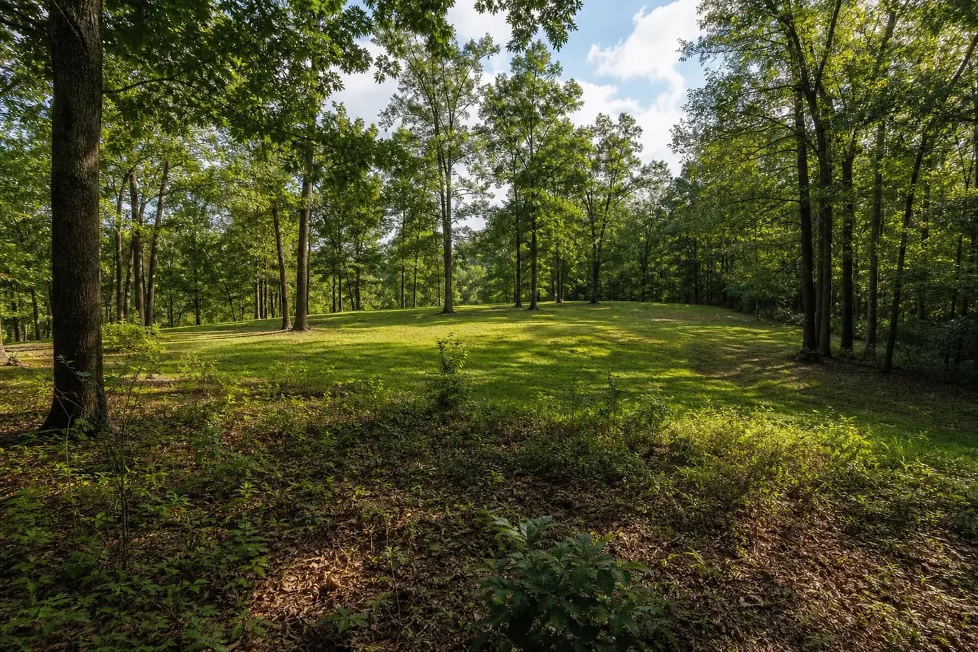 Open residential building area framed by mature Charlotte-area woodland